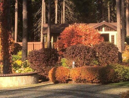 Создание Идеального Сада: Опыт и Искусство Ландшафтной Студии «Северное Поместье»