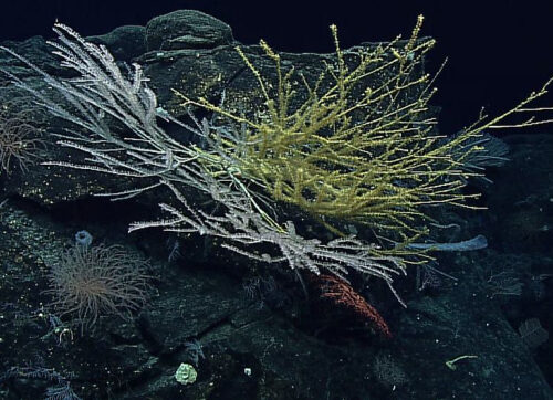 Историческое соглашение о защите Мирового океана вступает в силу на этой неделе Историческое соглашение о защите Мирового океана вступает в силу на этой неделе