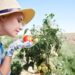 Что делать если помидоры не краснеют на кусте