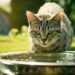 Как купать кота если он боится воды